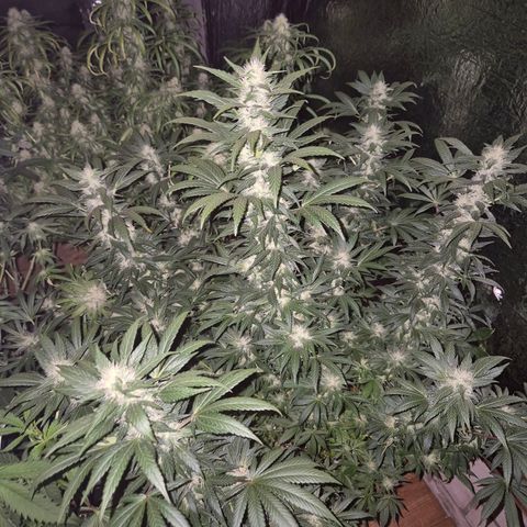 Biscotti (56-70bt) growlog timeline photo