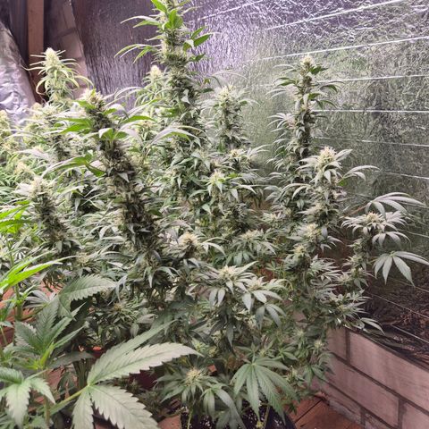 Biscotti (56-70bt) growlog timeline photo