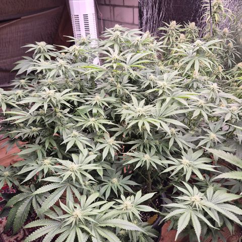 WTF- Königin Mimosa evo 👑👑👑 (65-70bt) growlog timeline photo
