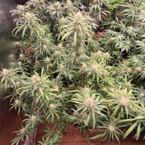 Afghani #1 (45-50bt) growlog timeline photo