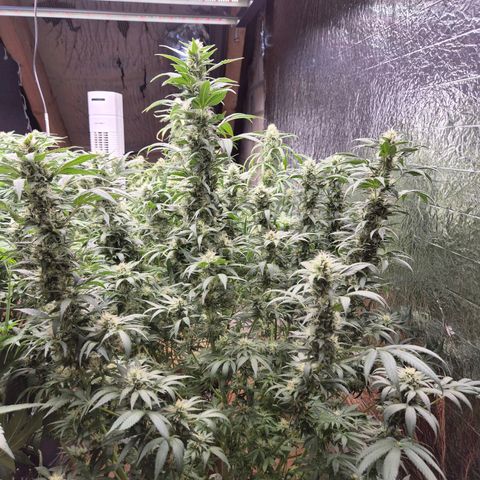 Biscotti (56-70bt) growlog timeline photo