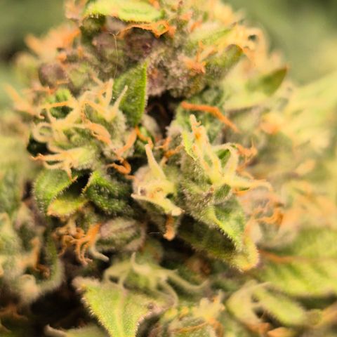 Anna, CBD (49-56BT/77- 84 Tage nach Keimung) growlog timeline photo