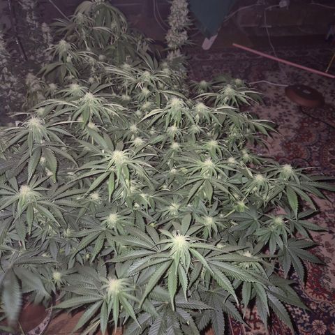 WTF- Königin Mimosa evo 👑👑👑 (65-70bt) growlog timeline photo