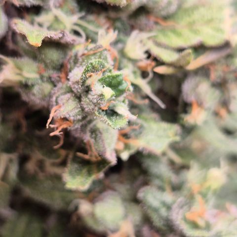Anna, CBD (49-56BT/77- 84 Tage nach Keimung) growlog timeline photo
