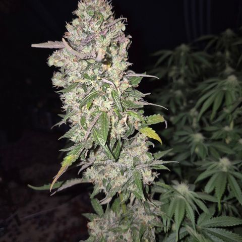Anna, CBD (49-56BT/77- 84 Tage nach Keimung) growlog timeline photo