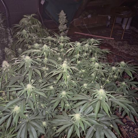 WTF- Königin Mimosa evo 👑👑👑 (65-70bt) growlog timeline photo