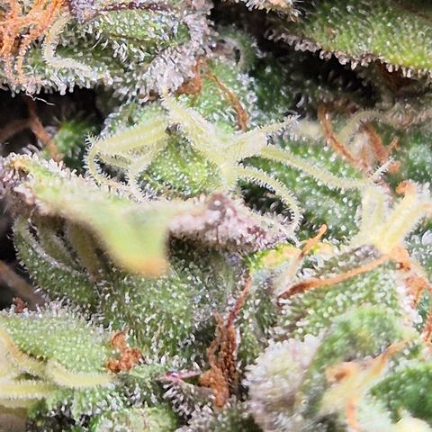 Anna, CBD (49-56BT/77- 84 Tage nach Keimung) growlog timeline photo