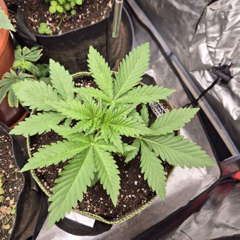Tangerine dream 🌴 (60-65bt)  growlog timeline photo