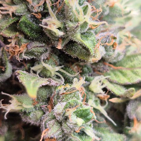 Anna, CBD (49-56BT/77- 84 Tage nach Keimung) growlog timeline photo