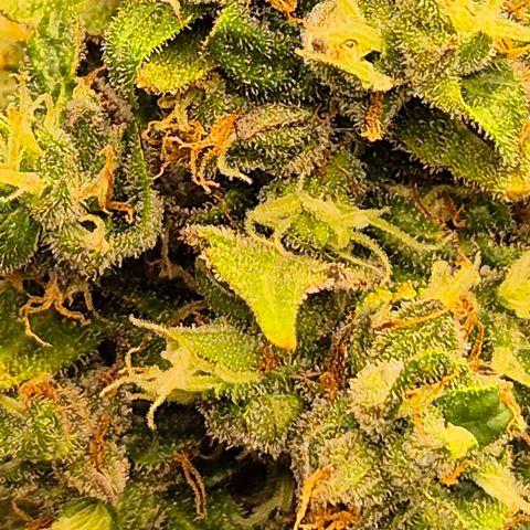 Anna, CBD (49-56BT/77- 84 Tage nach Keimung) growlog timeline photo