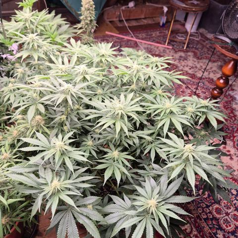 WTF- Königin Mimosa evo 👑👑👑 (65-70bt) growlog timeline photo