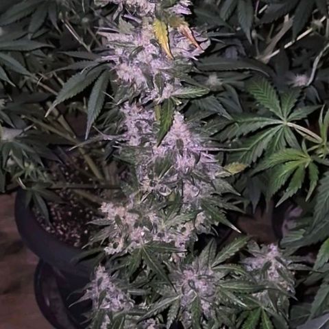 Anna, CBD (49-56BT/77- 84 Tage nach Keimung) growlog timeline photo