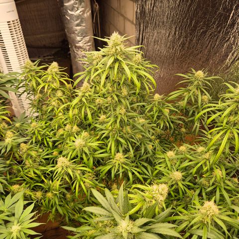 Afghani #1 (45-50bt) growlog timeline photo