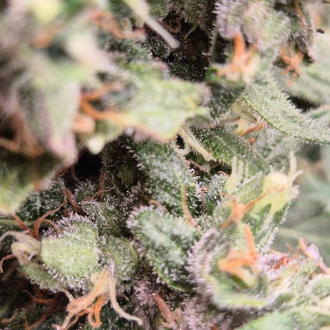 Anna, CBD (49-56BT/77- 84 Tage nach Keimung) growlog timeline photo