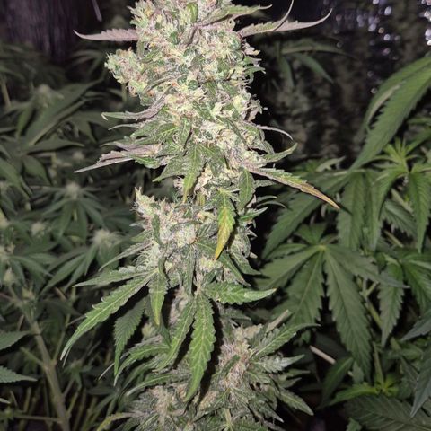 Anna, CBD (49-56BT/77- 84 Tage nach Keimung) growlog timeline photo