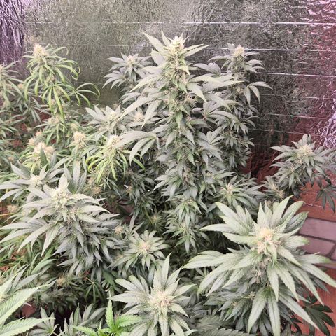 Biscotti (56-70bt) growlog timeline photo