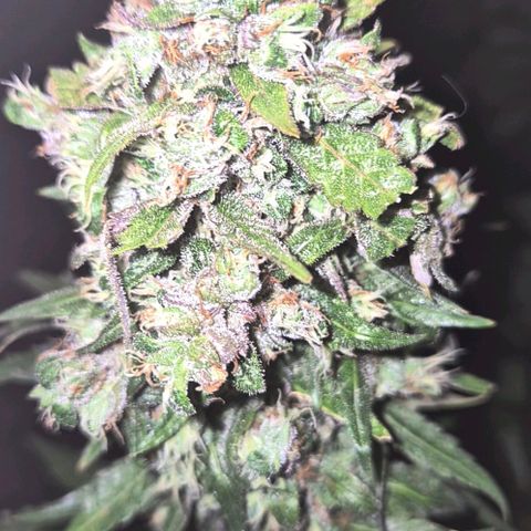 Anna, CBD (49-56BT/77- 84 Tage nach Keimung) growlog timeline photo