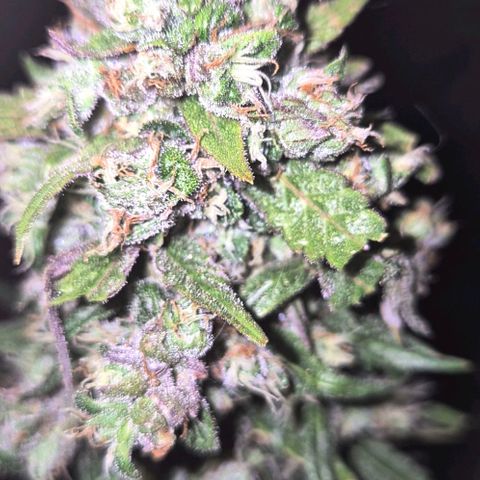 Anna, CBD (49-56BT/77- 84 Tage nach Keimung) growlog timeline photo