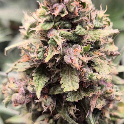 Anna, CBD (49-56BT/77- 84 Tage nach Keimung) growlog timeline photo