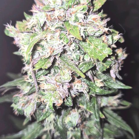 Anna, CBD (49-56BT/77- 84 Tage nach Keimung) growlog timeline photo