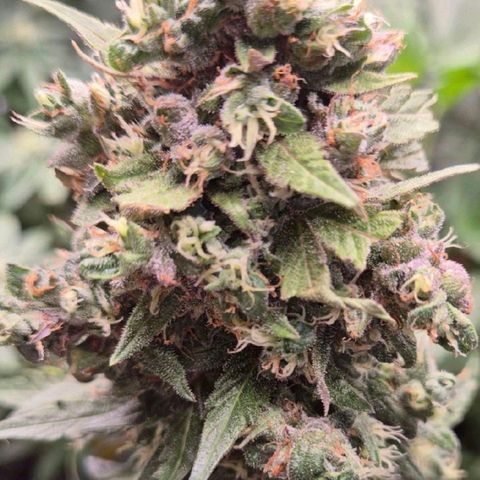 Anna, CBD (49-56BT/77- 84 Tage nach Keimung) growlog timeline photo