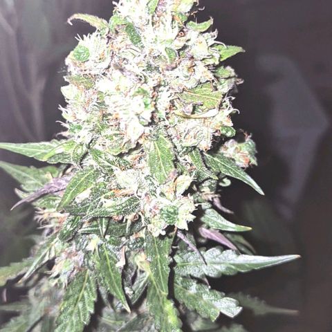 Anna, CBD (49-56BT/77- 84 Tage nach Keimung) growlog timeline photo