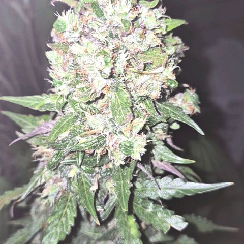 Anna, CBD (49-56BT/77- 84 Tage nach Keimung) growlog timeline photo