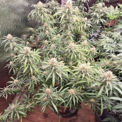 Afghani #1 (45-50bt) growlog timeline photo