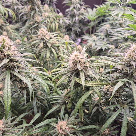 Afghani #1 (45-50bt) growlog timeline photo