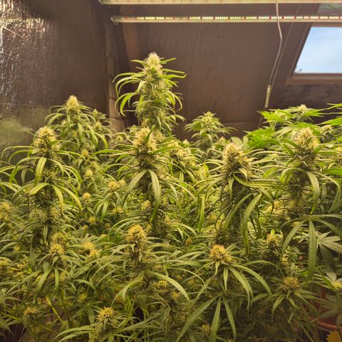 Afghani #1 (45-50bt) growlog timeline photo
