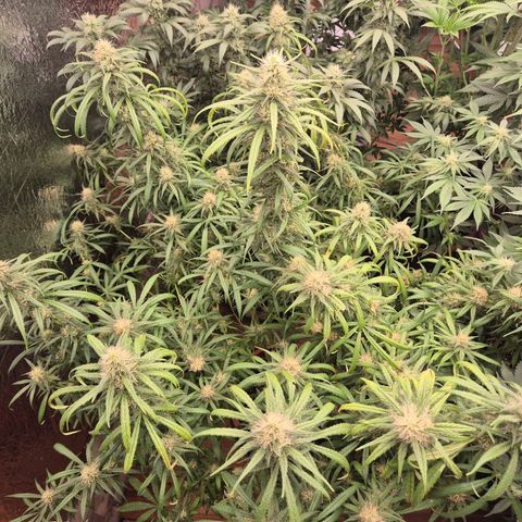 Afghani #1 (45-50bt) growlog timeline photo