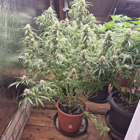 Afghani #1 (45-50bt) growlog timeline photo