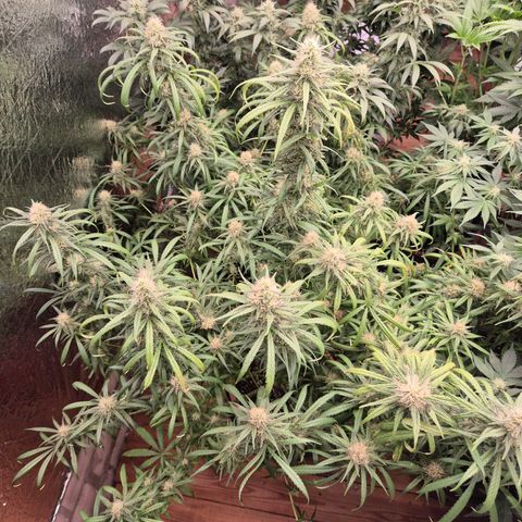 Afghani #1 (45-50bt) growlog timeline photo
