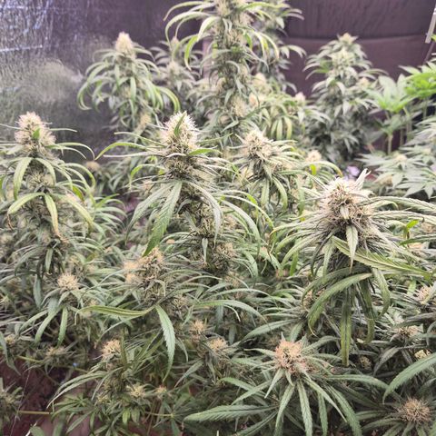 Afghani #1 (45-50bt) growlog timeline photo