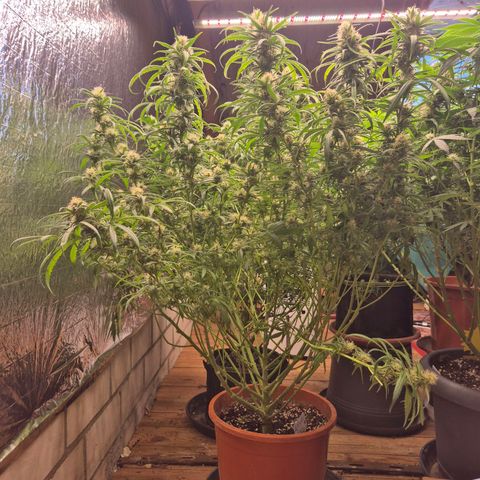 Afghani #1 (45-50bt) growlog timeline photo