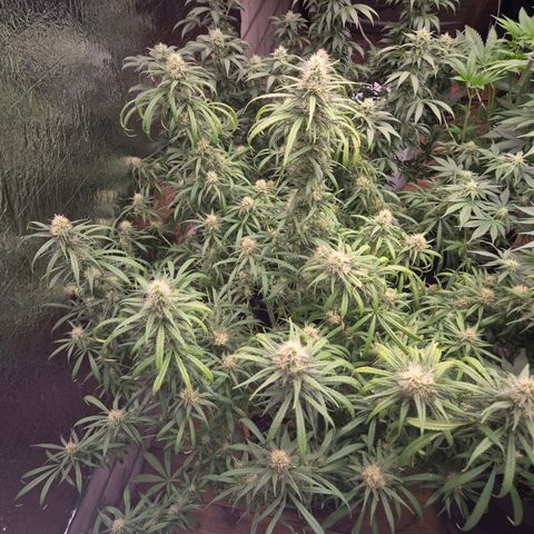 Afghani #1 (45-50bt) growlog timeline photo