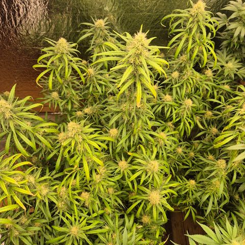 Afghani #1 (45-50bt) growlog timeline photo