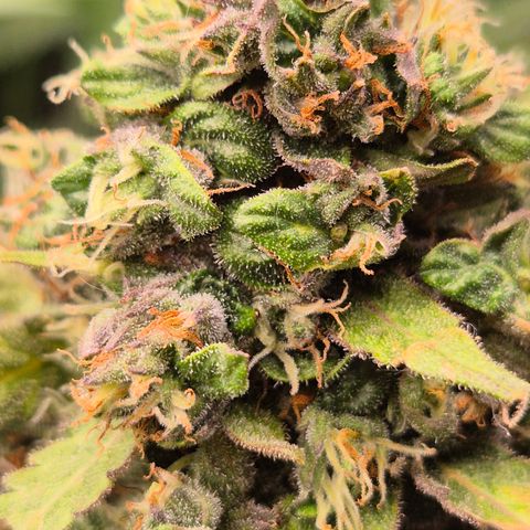 Anna, CBD (49-56BT/77- 84 Tage nach Keimung) growlog timeline photo