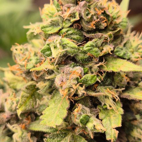 Anna, CBD (49-56BT/77- 84 Tage nach Keimung) growlog timeline photo