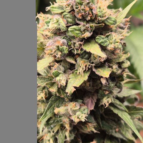 Anna, CBD (49-56BT/77- 84 Tage nach Keimung) growlog timeline photo