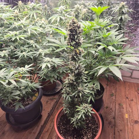 Anna, CBD (49-56BT/77- 84 Tage nach Keimung) growlog timeline photo