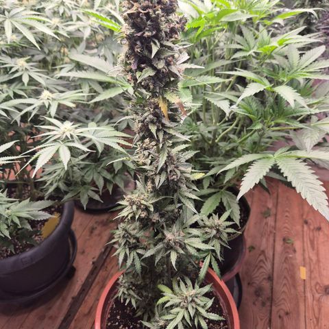 Anna, CBD (49-56BT/77- 84 Tage nach Keimung) growlog timeline photo