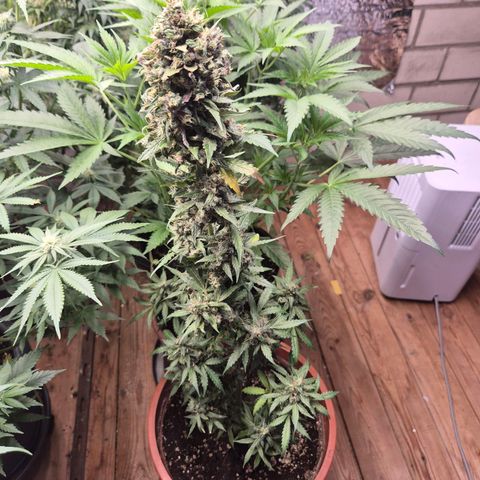 Anna, CBD (49-56BT/77- 84 Tage nach Keimung) growlog timeline photo