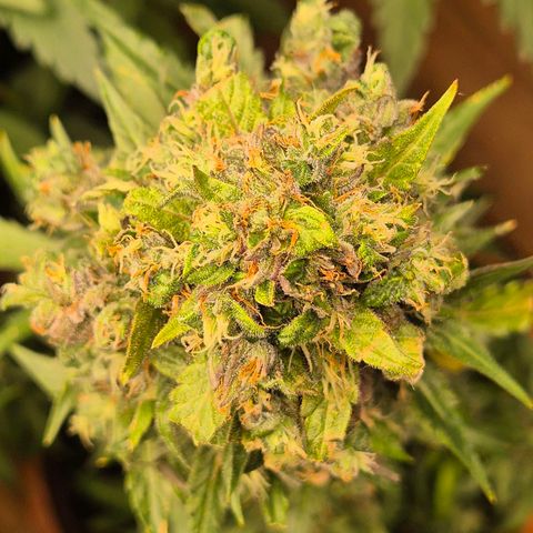 Anna, CBD (49-56BT/77- 84 Tage nach Keimung) growlog timeline photo