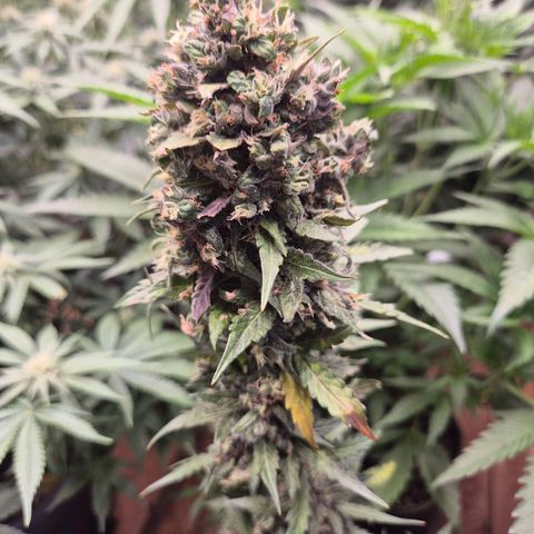 Anna, CBD (49-56BT/77- 84 Tage nach Keimung) growlog timeline photo