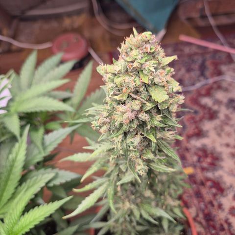 Anna, CBD (49-56BT/77- 84 Tage nach Keimung) growlog timeline photo