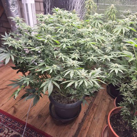WTF- Königin Mimosa evo 👑👑👑 (65-70bt) growlog photo: Ständig am entlauben 🤣❤️💚