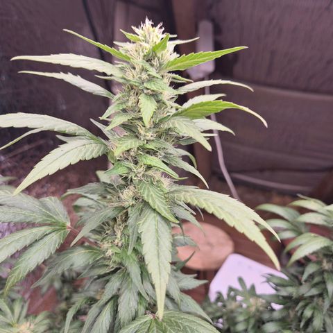 Biscotti (56-70bt) growlog timeline photo