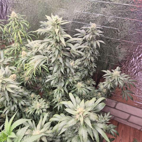 Biscotti (56-70bt) growlog timeline photo