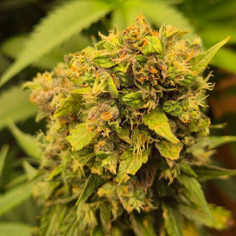 Anna, CBD (49-56BT/77- 84 Tage nach Keimung) growlog timeline photo